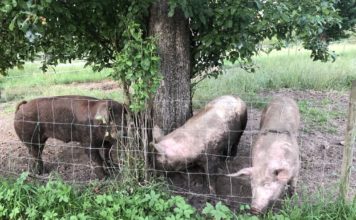 Erste Erfahrung mit Landvergnügen