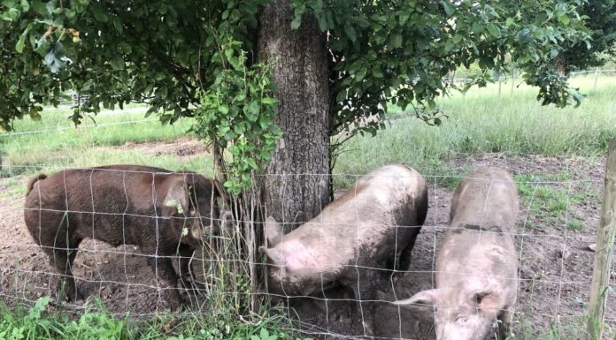 Erste Erfahrung mit Landvergnügen